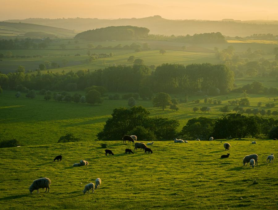 Sheep grazing on open pasture